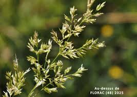 Attēlu rezultāti vaicājumam “Agrostis stolonifera”