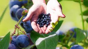 Attēlu rezultāti vaicājumam “Vaccinium myrtillus fruit”