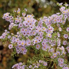 Image result for Aster