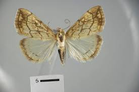 Attēlu rezultāti vaicājumam “Evergestis pallidata”