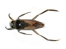 Attēlu rezultāti vaicājumam “Notonecta glauca”