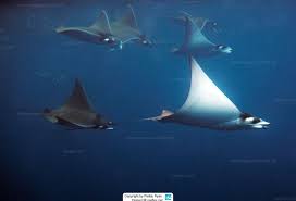 Image result for Mobula munkiana