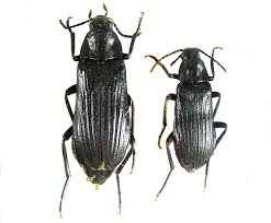 Attēlu rezultāti vaicājumam “Melandrya dubia”