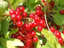 Attēlu rezultāti vaicājumam “Ribes rubrum leaf”