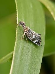 Attēlu rezultāti vaicājumam “Delphacidae”