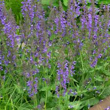 Image result for Salvia pratensis `Rose Rhapsody