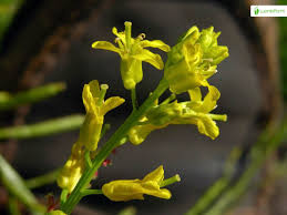 Attēlu rezultāti vaicājumam “Barbarea vulgaris subsp. arcuata flower”