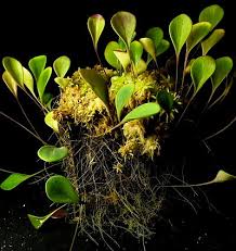 Image result for Utricularia