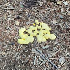 Attēlu rezultāti vaicājumam “Fuligo septica var. candida spores”