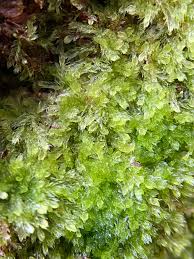 Attēlu rezultāti vaicājumam “Cephalozia connivens”