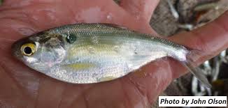 Image result for Dorosoma cepedianum