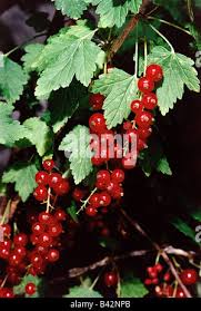 Attēlu rezultāti vaicājumam “Ribes spicatum”