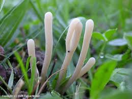 Attēlu rezultāti vaicājumam “Clavaria argillacea”