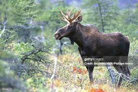 Attēlu rezultāti vaicājumam “Alces alces”