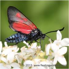 Attēlu rezultāti vaicājumam “Zygaena viciae”