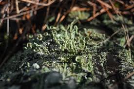 Attēlu rezultāti vaicājumam “Cladonia cornuta”