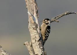 Attēlu rezultāti vaicājumam “Dendrocopos minor female”