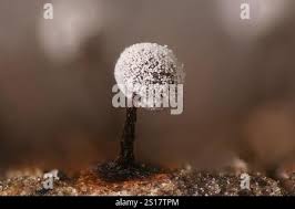 Attēlu rezultāti vaicājumam “Didymium nigripes stalked”