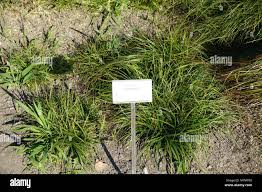 Attēlu rezultāti vaicājumam “Carex pilulifera”