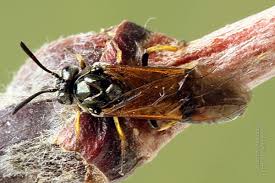 Attēlu rezultāti vaicājumam “Arge ustulata”