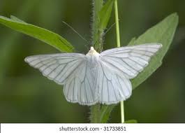 Attēlu rezultāti vaicājumam “Siona lineata”