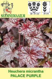 Image result for HEUCHERA americana 'Palace Purple Auslese'