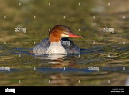 Attēlu rezultāti vaicājumam “Mergus merganser juvenile”