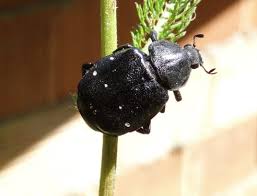 Attēlu rezultāti vaicājumam “Gnorimus variabilis”