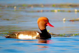 Image result for Netta rufina