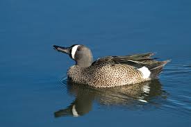 Image result for Anas discors