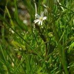 Attēlu rezultāti vaicājumam “Stellaria crassifolia”