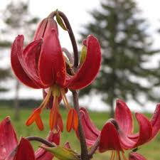 Image result for Lilium martagon `Arabian Night`