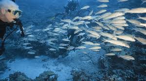 Image result for Manta Divers Sub-Aqua Club