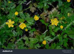 Attēlu rezultāti vaicājumam “Potentilla erecta flower”