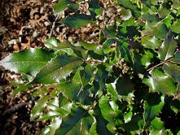 Attēlu rezultāti vaicājumam “Mahonia aquifolium leaf”