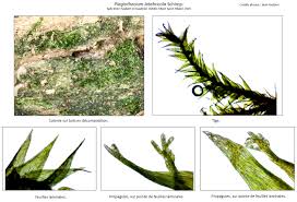 Attēlu rezultāti vaicājumam “Plagiothecium latebricola”