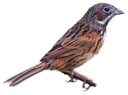Image result for Emberiza fucata