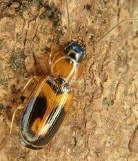 Attēlu rezultāti vaicājumam “Badister bullatus”