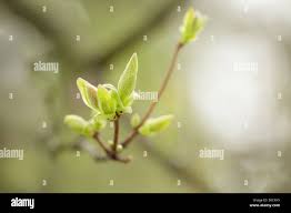 Attēlu rezultāti vaicājumam “Acer tataricum bud”