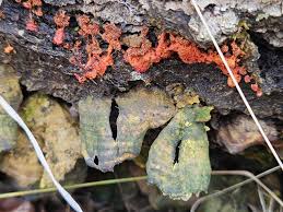 Attēlu rezultāti vaicājumam “Metatrichia sp.”