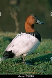 Image result for Aythya valisineria