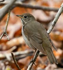 Image result for Catharus minimus