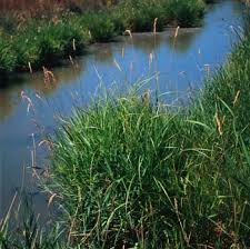 Attēlu rezultāti vaicājumam “Phalaroides arundinacea fruit”
