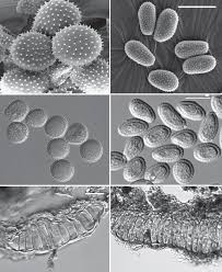 Attēlu rezultāti vaicājumam “Melampsora magnusiana”