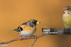 Image result for Fringilla montifringilla