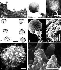 Attēlu rezultāti vaicājumam “Comatricha alta stalked”