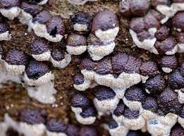 Attēlu rezultāti vaicājumam “Hypoxylon vogesiacum”