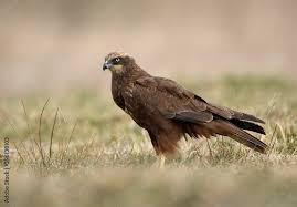 Attēlu rezultāti vaicājumam “Circus aeruginosus”