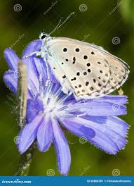 Attēlu rezultāti vaicājumam “Maculinea alcon underside”