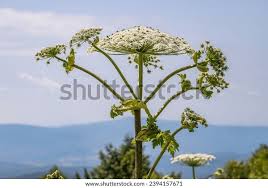 Attēlu rezultāti vaicājumam “Heracleum sosnowskyi fruit”
